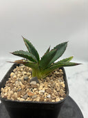Agave ホリササ(No.12)子株①(Lize血統) 抜き苗発送