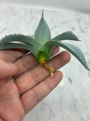 Agave 甲蟹x屈原(No.28)子株②(Lize血統) ベアルート発送