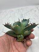 Agave titanota 黒鯨子株②(Lize血統) 未発根発送