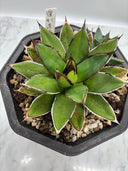 Agave ホリササ(No.70)親株（子株つき）(Lize血統) 抜き苗発送