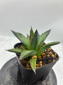 Agave ホリササ(No.17)子株①(Lize血統) 抜き苗発送