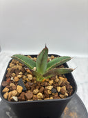 Agave ホリササ(No.32)子株(Lize血統) 抜き苗発送