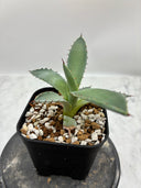 Agave 甲蟹x屈原(No.？)子株⑥(Lize血統) 抜き苗発送