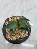 Agave ホリササ(No.44)子株①(Lize血統) 抜き苗発送
