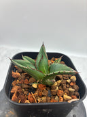 Agave ホリササ(No.36)子株②(Lize血統) 抜き苗発送