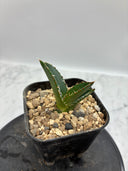 Agave titanota SAD子株③(Lize血統）抜き苗発送