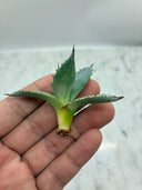 Agave 甲蟹x屈原(No.31)子株④(Lize血統) ベアルート発送