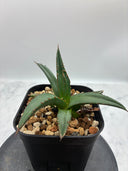 Agave ホリササ(No.11)子株(Lize血統) 抜き苗発送