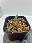 Agave ホリササ(No.18)子株(Lize血統) 抜き苗発送