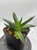 Agave ホリササ(No.2)子株②(Lize血統) 抜き苗発送