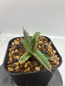 Agave ホリササ(No.32)子株(Lize血統) 抜き苗発送
