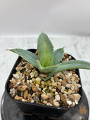 【Indoor Jungle Issue n°11掲載株】甲蟹X瀧之白絲 子株②（Lize血統）抜き苗発送