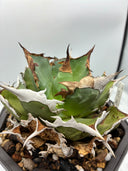 Agave titanota シャークソード子株①(Lize血統）抜き苗発送