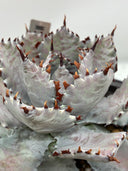 【Indoor Jungle Issue n°11掲載株】Agave 瀧之白絲x血雨雷神子株　(Lize血統) 抜き苗発送