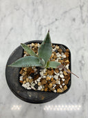 Agave 激怒之舞(No.45)子株(Lize血統) 抜き苗発送