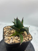 Agave ホリササ(No.44)子株①(Lize血統) 抜き苗発送