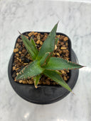 Agave ホリササ(No.27)子株②(Lize血統) 抜き苗発送