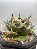 Agave titanota 緑煌子株(Lize産) 抜き苗発送（緑煌タグ付き