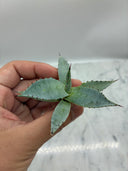 Agave 甲蟹x屈原(No.31)子株②(Lize血統) ベアルート発送