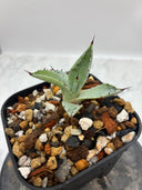 Agave 激怒之舞(No.？)子株⑦(Lize血統) 抜き苗発送