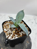 Agave 甲蟹x屈原(No.？)子株①(Lize血統) 抜き苗発送