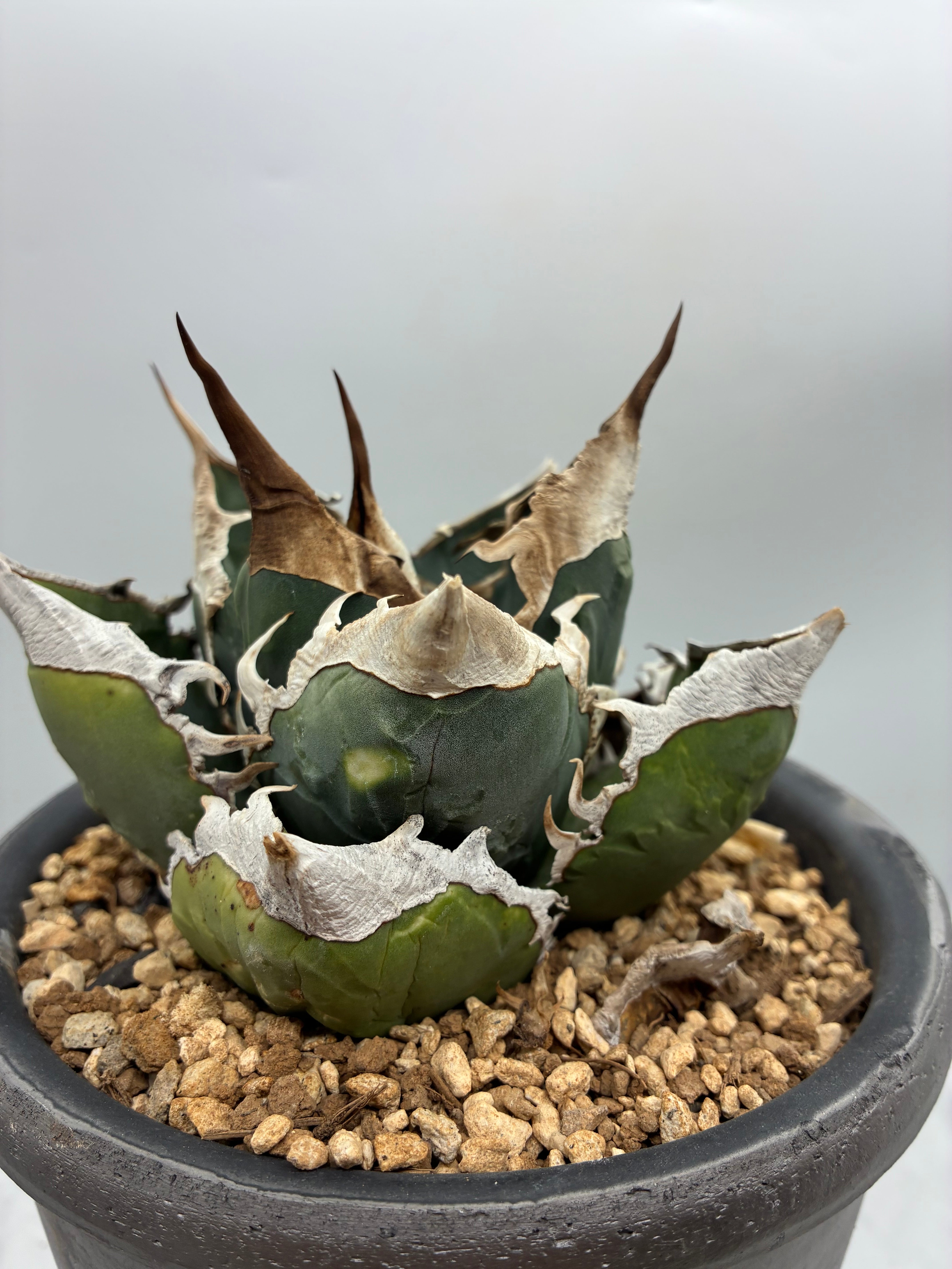 Agave titanota SAD子株①(Lize血統）抜き苗発送 – AgaveLives