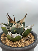Agave titanota SAD子株③(Lize血統）抜き苗発送