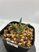 Agave ホリササ(No.38)子株①(Lize血統) 抜き苗発送