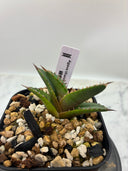 Agave titanota 緑煌子株(Lize産) 抜き苗発送（緑煌タグ付き