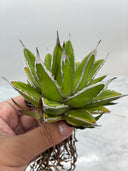 Agave ホリササ(No.11)子株(Lize血統) 抜き苗発送
