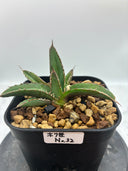 Agave ホリササ(No.32)子株(Lize血統) 抜き苗発送