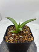 Agave ホリササ(No.58)子株(Lize血統) 抜き苗発送