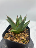 Agave ホリササ(No.37)子株②(Lize血統) 抜き苗発送