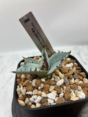 【Indoor Jungle Issue n°11掲載株】甲蟹x屈原子株（No.42) Lize血統 第4世代　未発根株