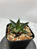 Agave ホリササ(No.46)子株(Lize血統) 抜き苗発送