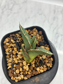 Agave ホリササ(No.37)子株①(Lize血統) 抜き苗発送
