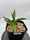 Agave ホリササ(No.24)子株(Lize血統) 抜き苗発送