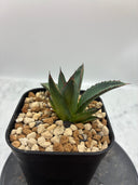 Agave ホリササ(No.21)子株(Lize血統) 抜き苗発送