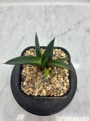 Agave ホリササ(No.12)子株②(Lize血統) 抜き苗発送