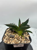Agave ホリササ(No.44)子株①(Lize血統) 抜き苗発送