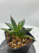 Agave ホリササ(No.17)子株①(Lize血統) 抜き苗発送