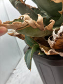 Agave titanota ロブスター子株②(Lize血統）抜き苗発送