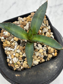 Agave 特選萬代厳龍子株(Lize血統) 抜き苗発送