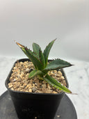 Agave ホリササ(No.12)子株①(Lize血統) 抜き苗発送