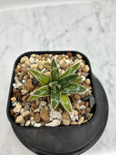 Agave 姫笹之雪子株　抜き苗発送
