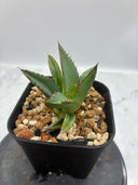 Agave ホリササ子株①(No.2)(Lize血統) 抜き苗発送