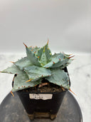 Agave 甲蟹交種子株②(Lize血統) 抜き苗発送