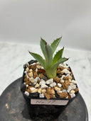 Agave 激怒之舞(No.19)子株①(Lize血統) 抜き苗発送