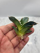 Agave titanota 白火焔子株②(Lize血統)　抜き苗発送