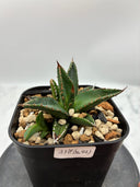 Agave ホリササ(No.46)子株(Lize血統) 抜き苗発送